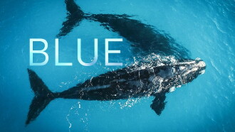Blue Trailer