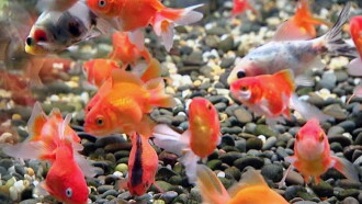 Blue Planet Easy Fishkeeping Trailer