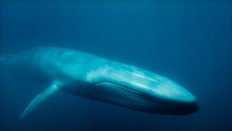 Blue Whales: Return of the Giants Trailer