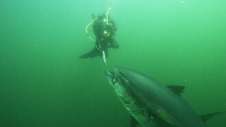 Bluefin Trailer