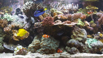 BluScenes: Coral Reef Aquarium Trailer