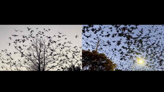 Bomal, Deers, Bija trees, Humans Trailer