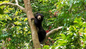 Borneo: The Fascination of Asia Trailer