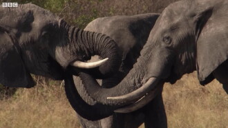 Botswana: Trouble in the Elephant Sanctuary Trailer