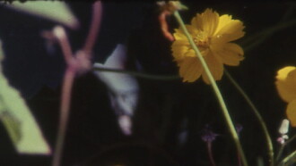 Bouquets 31-40 Trailer