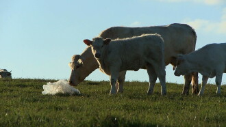 Bovines Trailer
