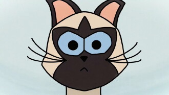 Braulio, The Cat Trailer