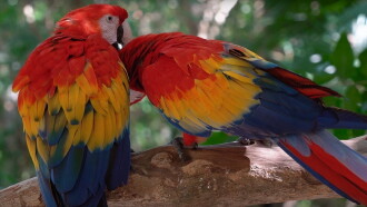 Breathtaking Colors of Nature Trailer