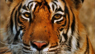 Broken Tail: A Tiger's Last Journey Trailer
