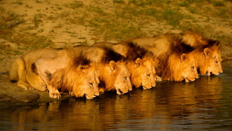 Brothers in Blood: The Lions of Sabi Sand Trailer