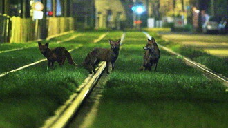 Brussels, the Wild Side Trailer