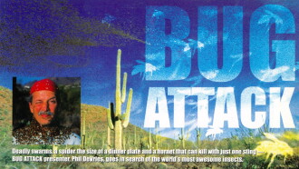 Bug Attack Trailer