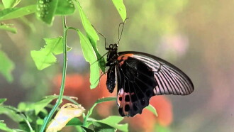 Bugs! Trailer