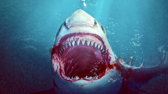 Bull Shark Trailer