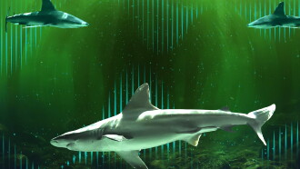 Bull Shark Bandits Trailer