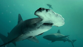Bull Shark vs. Hammerhead Trailer