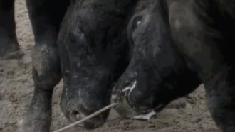 Bullfight in Okinawa Trailer