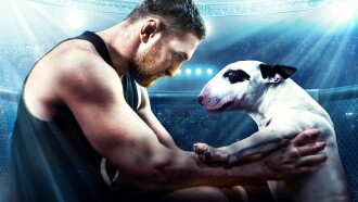 Bullterrier Trailer