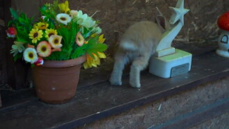 Bunny Decides to Go Trailer
