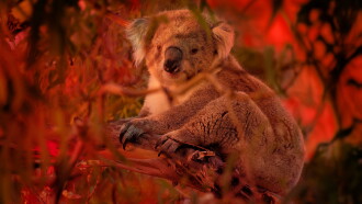 Bushfire Animal Rescue Trailer