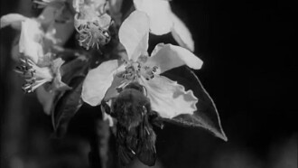 Busy Bees Trailer