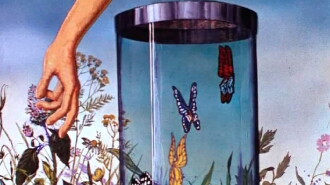 Butterfly Trailer