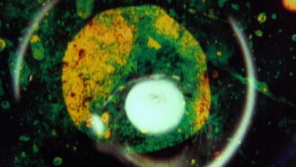 By Brakhage: An Anthology, Volume One Trailer