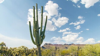 Cactus Hotel Trailer