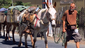 Call Me Mule Trailer