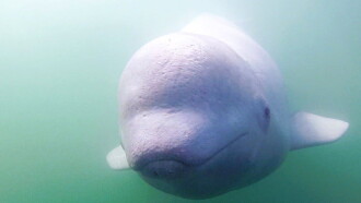 Call of the Baby Beluga Trailer