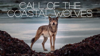 Call Of The Coastal Wolves Trailer