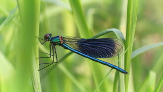 Call of the Dragonflies Trailer