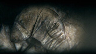 Camera obscura Trailer