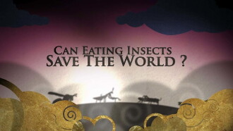 Can eating insects save the world? Trailer