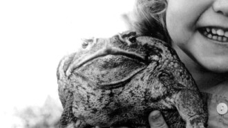 Cane Toads: An Unnatural History Trailer