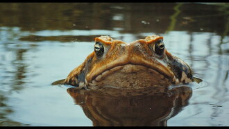 Cane Toads: The Conquest Trailer