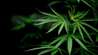 Cannabis: Through the Ages Trailer