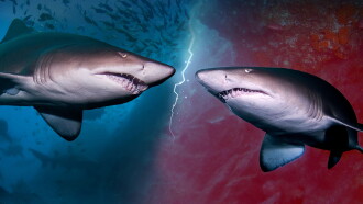 Cannibal Sharks Trailer