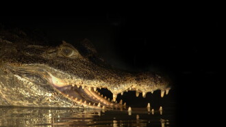 Capturing the Killer Croc Trailer