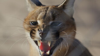 Caracal: The Lone Cat Society Trailer