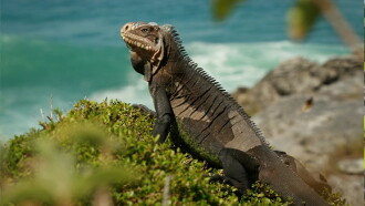 Caraïbes sauvages, les rivages de la diversité Trailer