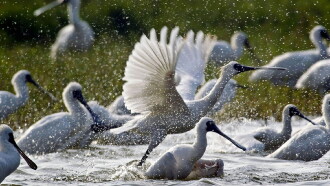 Caring for Black-Faced Spoonbill Trailer