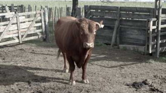 Carne propia Trailer