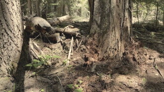 Cascade Bigfoot Chewelah Triangle Trailer