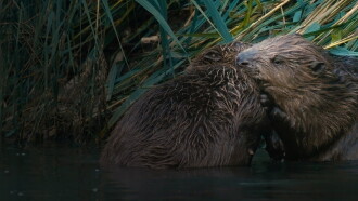 Castor, la force de la nature Trailer