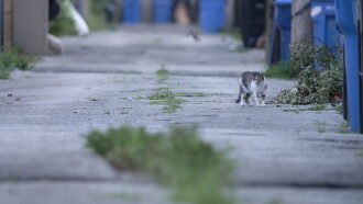 Cat City Trailer