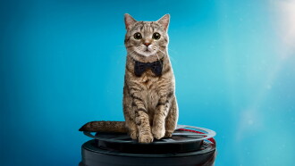 Cat Film Festival Vol. 3 Trailer