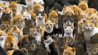 Cat Heaven Island Trailer