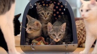 Cat Stories Trailer