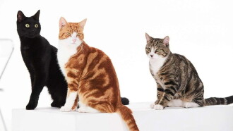 Cat Tales Trailer